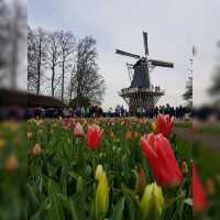 Amazing display of tulips!