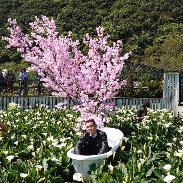 台北陽明山 ｜ 竹子湖海芋花田