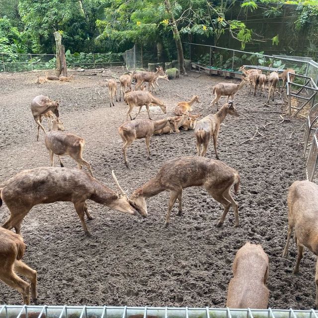 A day in Zoo Negara 🦓🦧🐑🦜🦩🦥