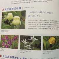 礼文島の花　レブンアツモリソウ