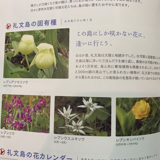 礼文島の花　レブンアツモリソウ