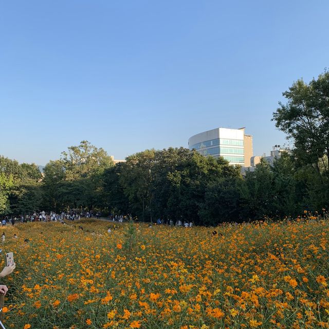 가을엔 올림픽공원