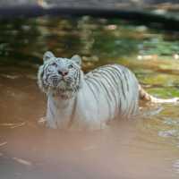 Bogor Safari Park