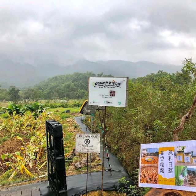 荔枝窩村