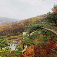 가을의 단풍명소 ‘화담숲’
