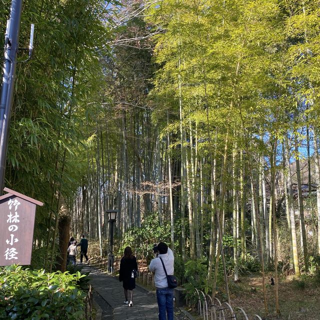 修善寺『竹林の小径』
