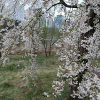 韓國首爾櫻花🌸