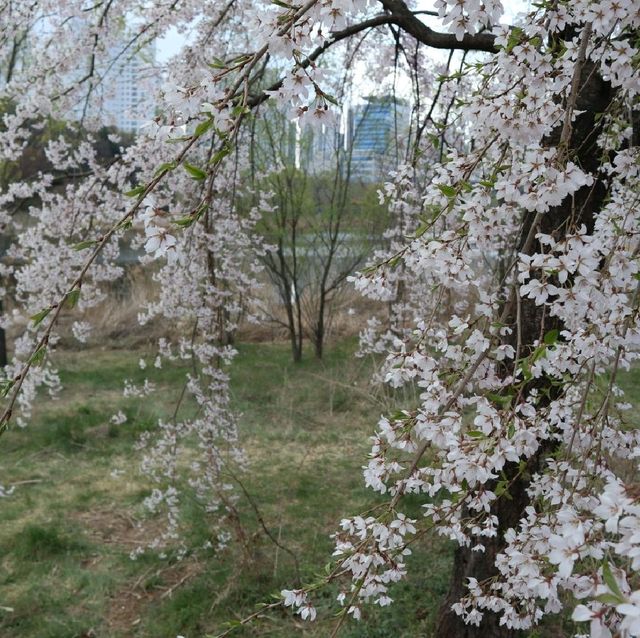 韓國首爾櫻花🌸