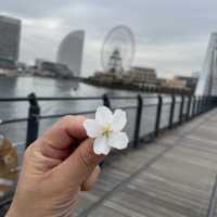 汽車道で海辺散歩！赤レンガマリンウォークハンマーヘッドもすぐ