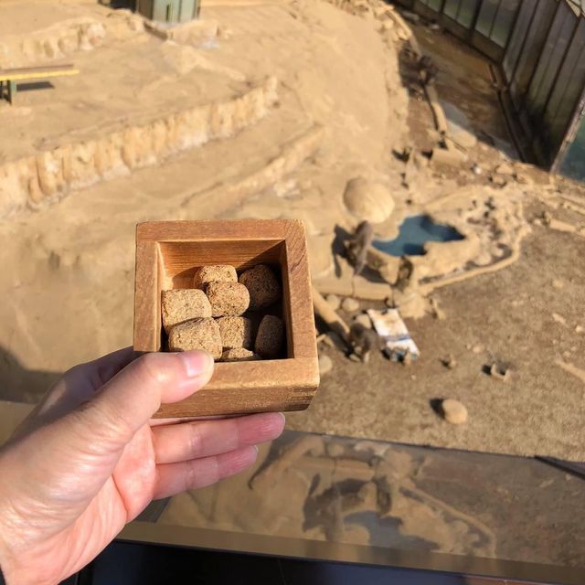 親親大自然🇯🇵😚 高野山猴園・野草園