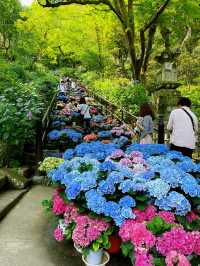 「長谷寺」の「紫陽花回廊」in 奈良