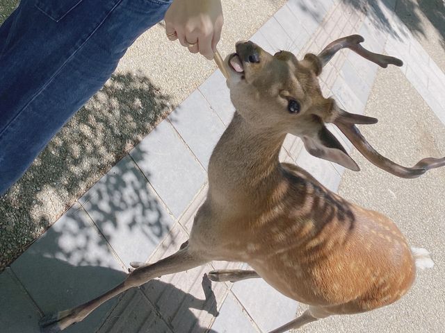 奈良公園の鹿たち🦌