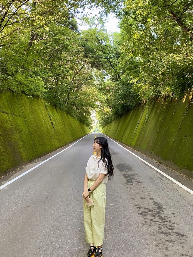 이끼가 모여 만든 신비한 터널, 단양 이끼터널 🍃 