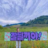 댑싸리 황화코스모스 천일홍이 가득한 📍임진강 댑싸리공원
