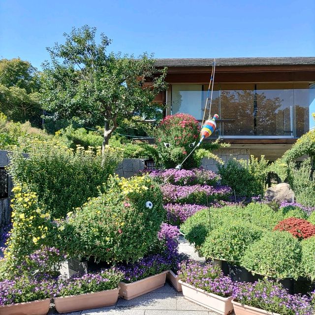 兵庫県！明石の菊花展覧会は素晴らしい
