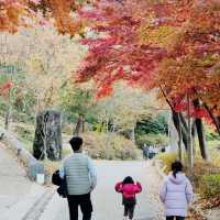 비슬산 가을풍경 11월초 단풍절정