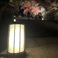 【太宰府】竈門神社の紅葉ライトアップ🍁