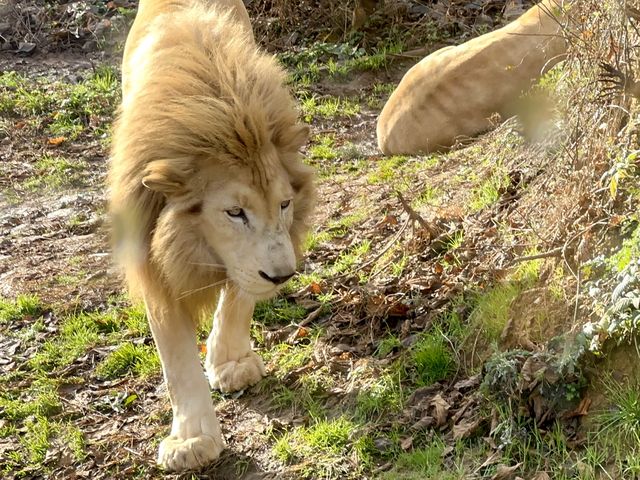 迫力満点サファリランド🦁