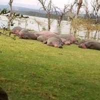 Savannah park  restaurant & camping naivasha 