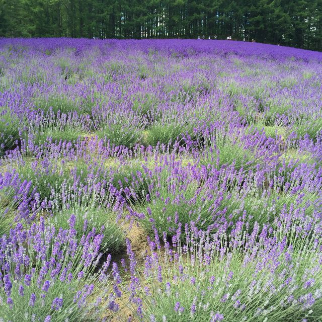 北海道富田農場