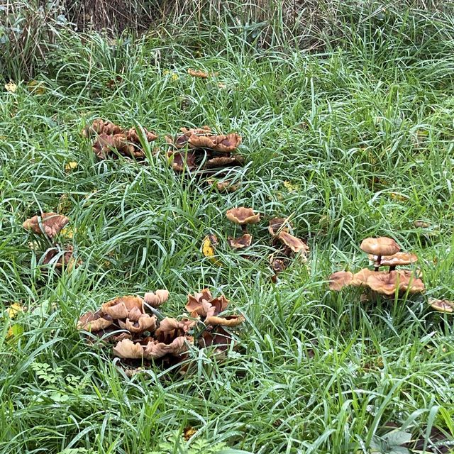 hiking at epping forest in late autumn