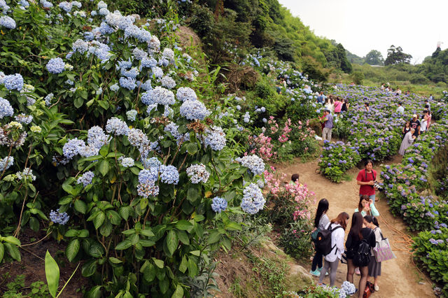 台灣台北｜陽明山竹子湖繡球花季