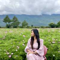 Tinghua Valley💐