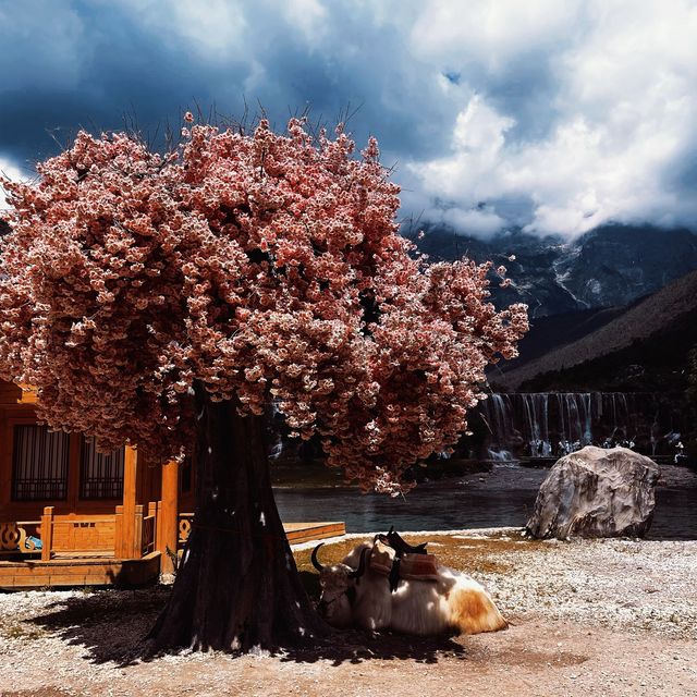 Blue Moon Lake Valley, 📍Lijiang