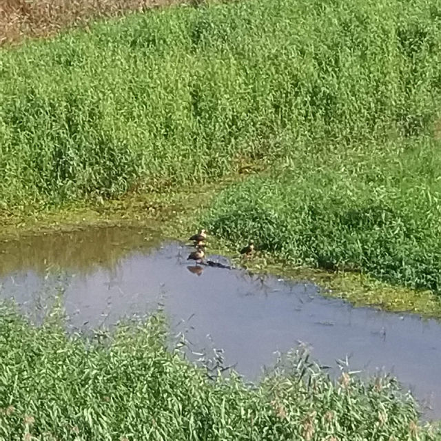 宜蘭水鳥印象民宿