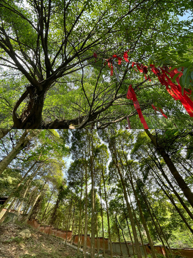 Chengdu surrounding within 1 hour｜Visit a lesser-known temple to admire Ming Dynasty murals.