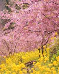 Kanagawa Matsuda early cherry blossoms 🌸