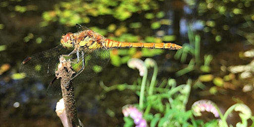 Wildlife Wellbeing Walk, Sellers Wood Nature Reserve | Sellers Wood, Opposite