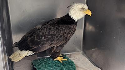 Bald Eagle Release - Special Members Only Event | Highland Heron Rookery Parking Lot