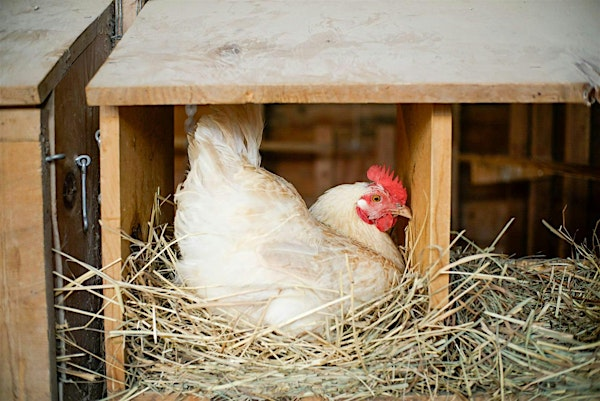 Raising Chickens in your Backyard | Gorman Heritage Farm