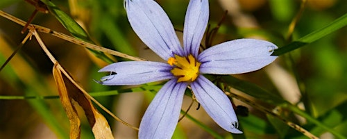 Spring Blooms at Sunset | CREW Marsh Trails