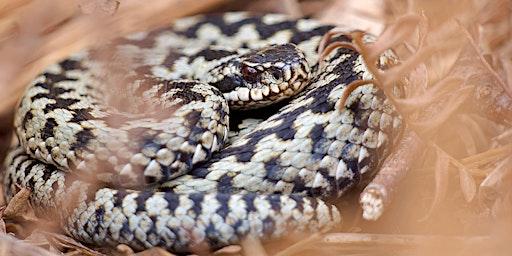 The  ecology of Hampshire's Lizards, Snakes, Frogs, Toads and Newts | Wallington Village Hall