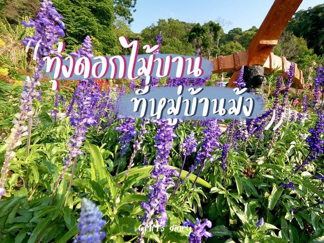 ทุ่งดอกไม้บาน ที่หมู่บ้านม้ง