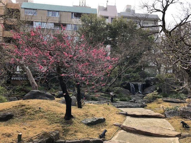【東京】湯島天満宮 〜梅まつり(3/8まで)〜