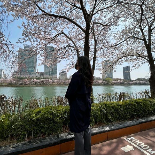 석촌호수 벚꽃축제