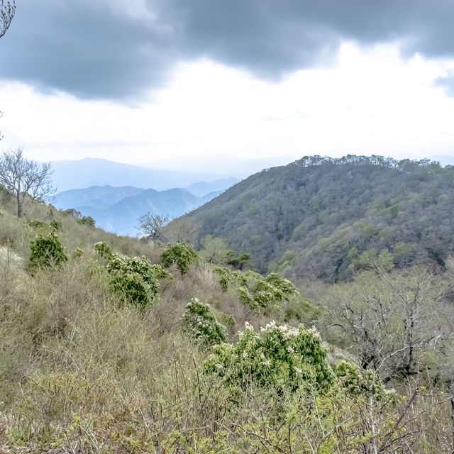 新緑の相模湾を眺めつつの登山