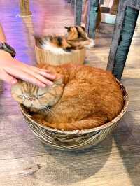 คาเฟ่แมว ย่านราชเทวี😸
