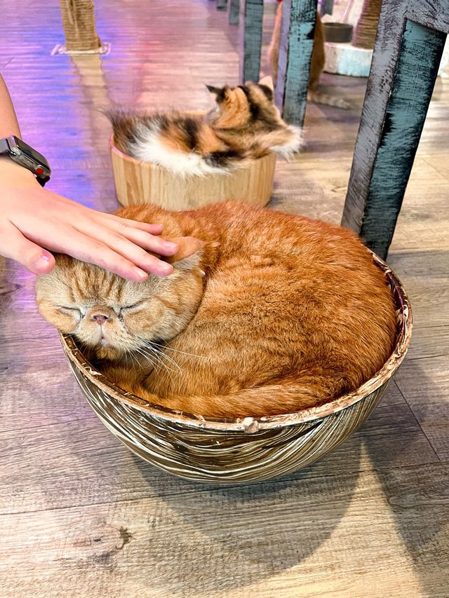 คาเฟ่แมว ย่านราชเทวี😸