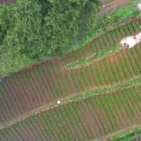 Rice Farm from Above