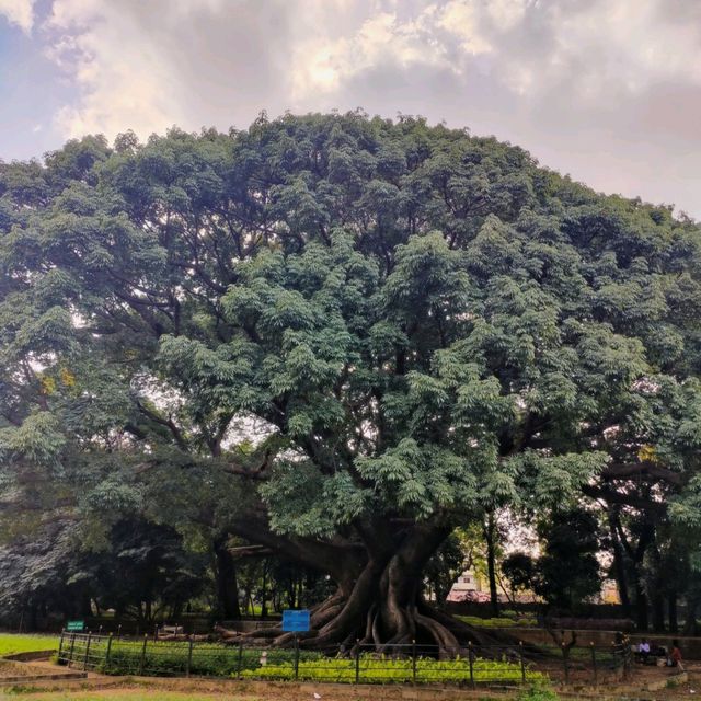 Amazing Garden with so much Greenery. 