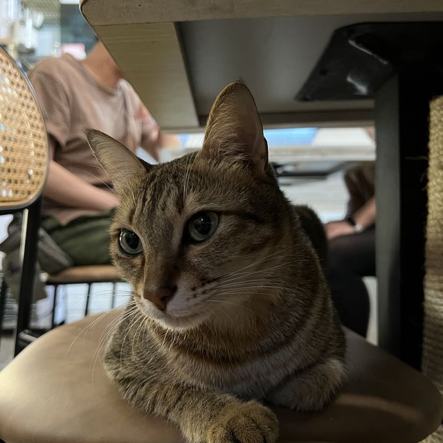貓之谷！貓星人甜蜜時光！地球其實有好多愛心爆棚嘅貓奴！🐱喵