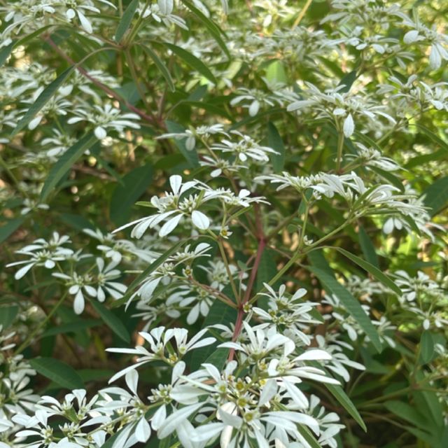 到山上走走！新竹尖石鄉 薰衣草森林！可愛景點、佈置，親子觀光勝地！