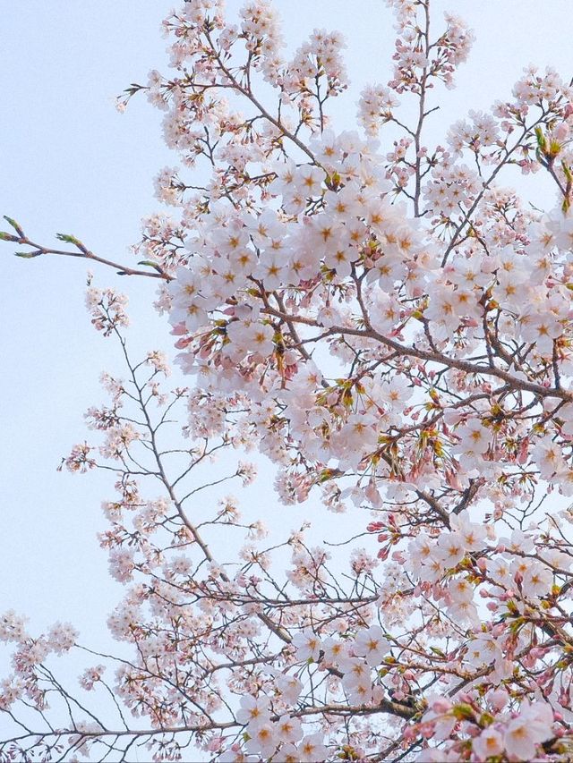 [서울숲편] 벚꽃 인생샷 🌸