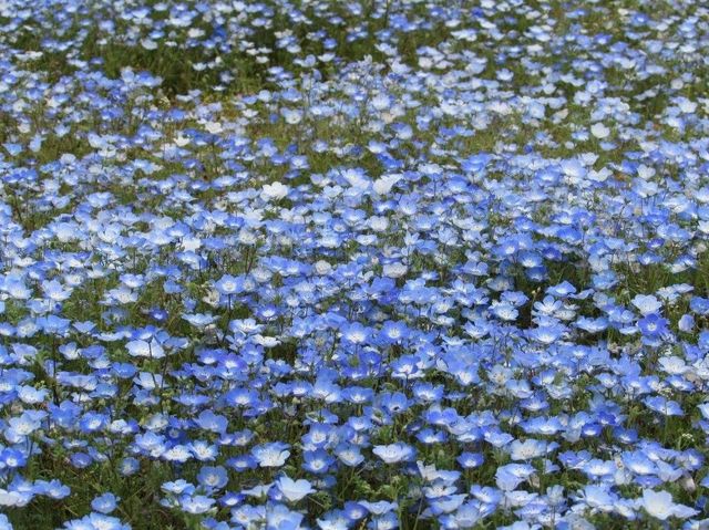 遊日本·茨城縣國營常陸海濱公園