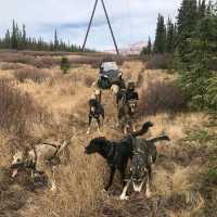 Husky Homestead