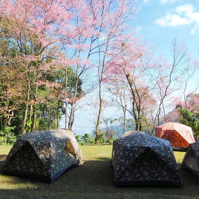 ลานกลางเต็นท์ดอยปุย